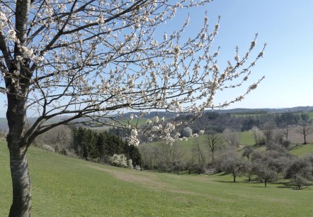 Obstbaum im Frühling am Wanderweg, © Tourist-Information Islek