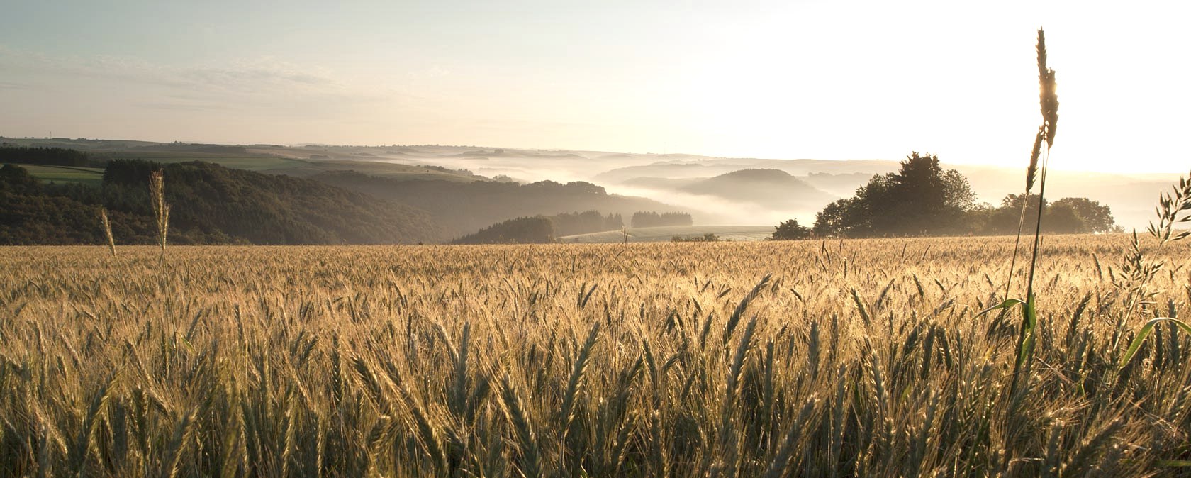 Morgenstimmung bei Jucken