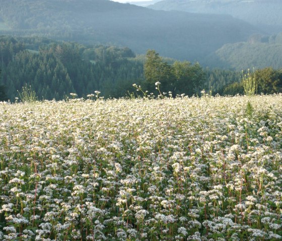 Kräuterwanderung Wiese, © Tourist-Info Islek