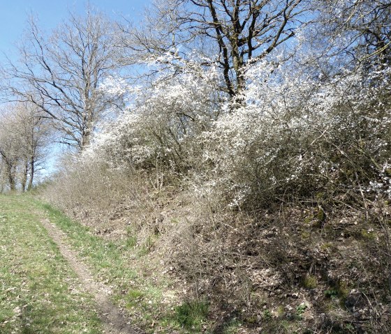 Fitnessweg im Frühling, © Tourist-Information Islek