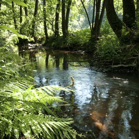 Der Fluss Irsen auf dem Irsenpfad, © Naturpark Südeifel, Joelle Mathias