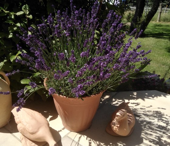 Lavendel