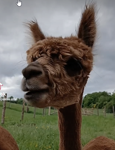 Alpaca