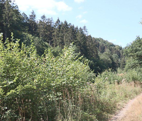 Wanderweg durch das Heimbachtal, © Tourist-Information Islek