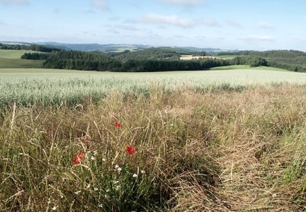 Blick über Bommert, © V. Teuschler