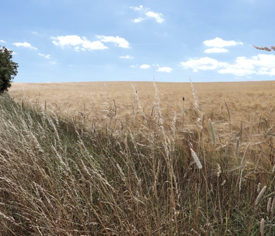 Sommer bei Krautscheid, © Tourist-Information Islek