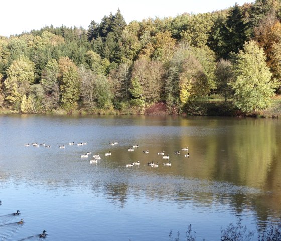 Enten auf dem Stausee, © Tourist-Information Islek, Ingrid Wirtzfeld