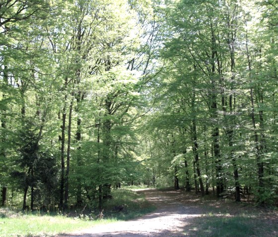 Waldstück Wanderweg Nr. 20, © Harald Geimer