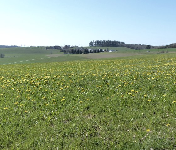 Frühlingswiese am Islek Pfädchen, © Tourist-Information Islek