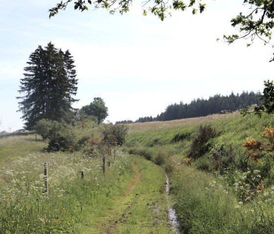 Teil des Westwall-Wanderweges, © Tourist-Information Islek