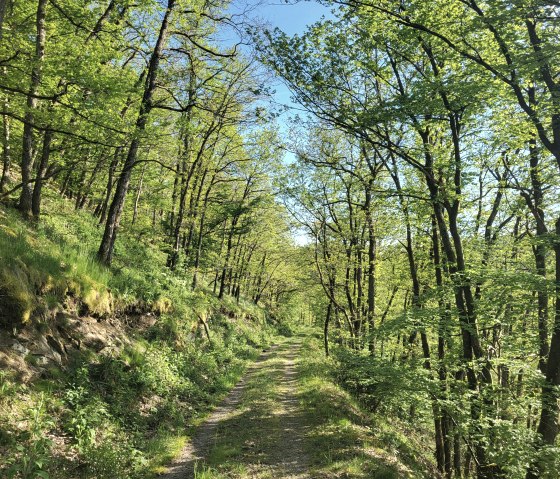 Schöner Waldweg oberhalb des Ourtals, © Tourist-Information Islek