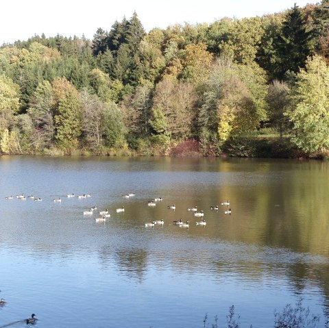 Enten auf dem Stausee, © Tourist-Information Islek, Ingrid Wirtzfeld