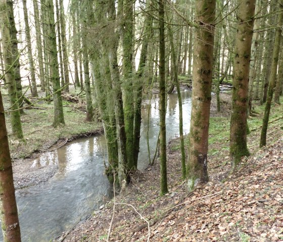 Bachlauf im Wald, © Tourist-Information Islek