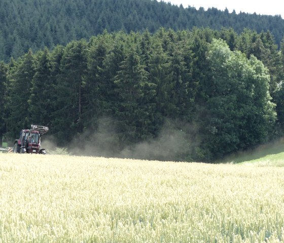 Heuernte bei Plütscheid, © Tourist-Info Islek