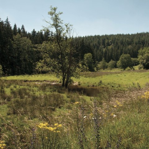 Naturpark Südeifel - Irsenpfad, © Joelle Mathias