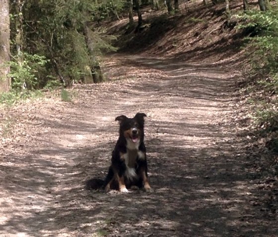 Hund auf dem Wanderweg 15, © Tourist-Info Islek