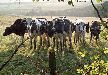 Kälbchen bei Eilscheid, © V. Teuschler