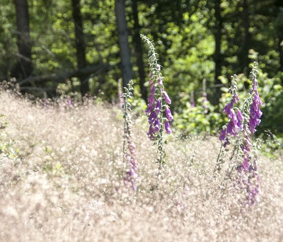 Naturpark Südeifel - am Irsenpfad, © Joelle Mathias