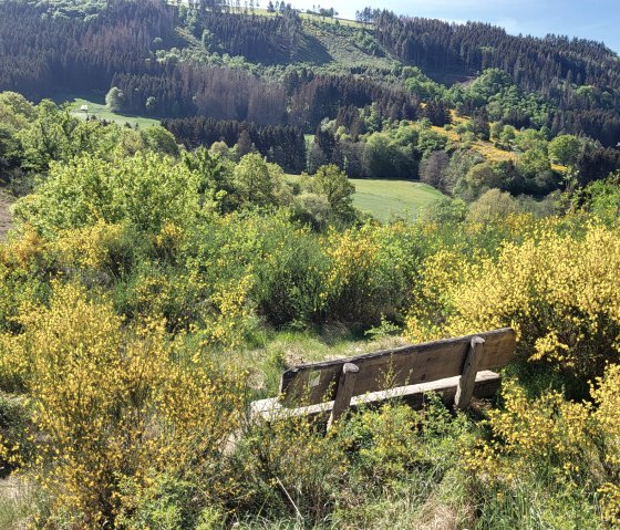 Ginster an der Strecke, © Tourist-Information Islek