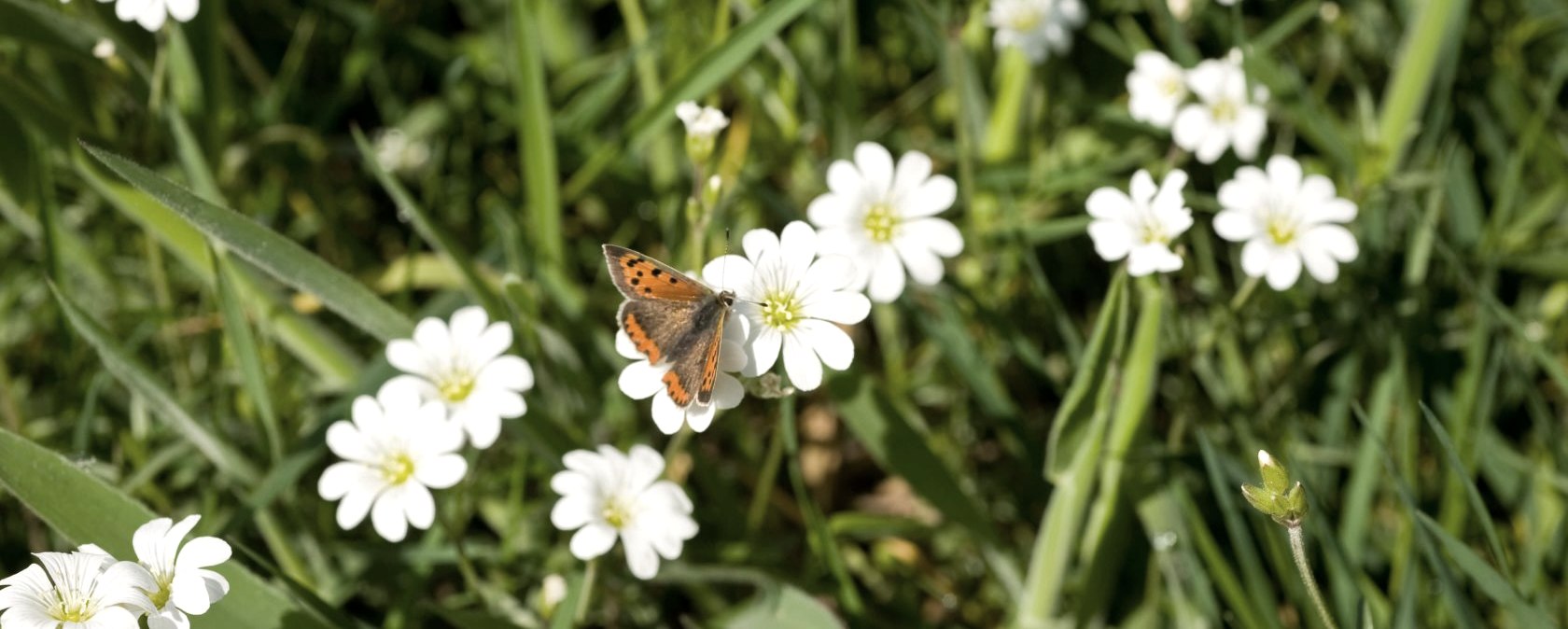 Schmetterling auf Wiese, © Rheinland-Pfalz Tourismus GmbH, D. Ketz