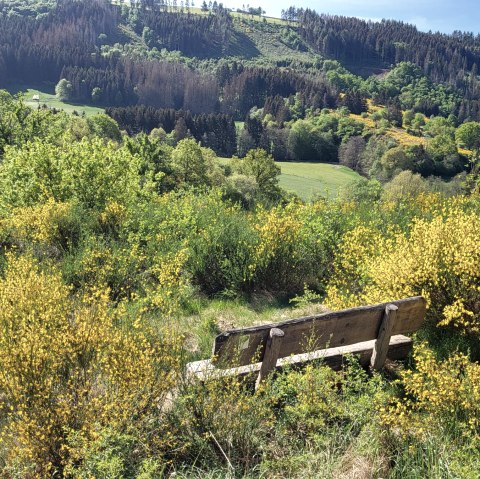 Ginsterblüte im Irsental, © Tourist-Information Islek