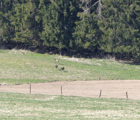 Rehe am Waldrand, © Tourist-Info Islek