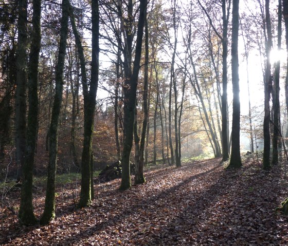 Wanderung durch den Wald, © Tourist-Information Islek