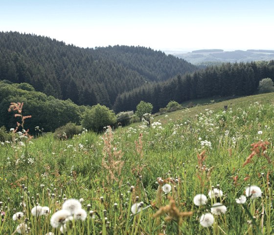 Wiesenlandschaft, Prümtalweg, © Naturpark Südeifel, Pierre Haas