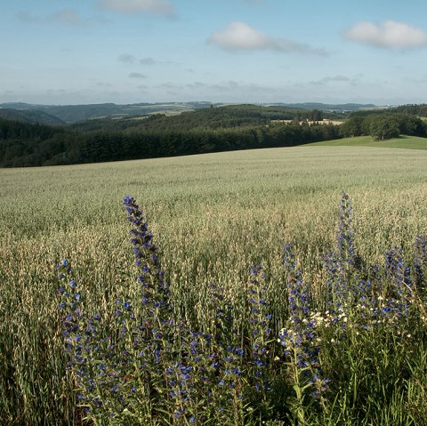 Naturpark Südeifel, © ZV Naturpark Südeifel, Joelle Mathias