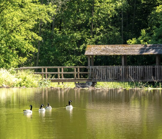 Stauweiher auf der Eifelgold Route, © Eifel Tourismus GmbH, D. Ketz