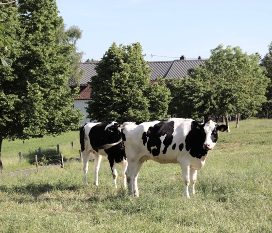 Kühe in Großkampenberg, © Tourist-Information Islek