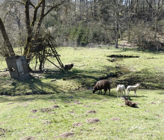 kleine Schafherde am Weg, © Tourist-Information Islek