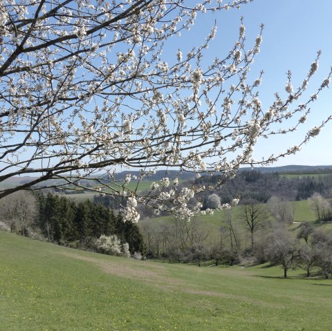 Obstbaum im Frühling am Wanderweg, © Tourist-Information Islek