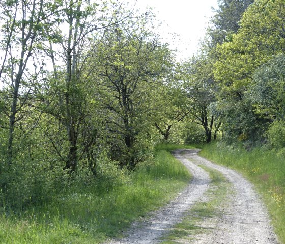 Waldweg, © Tourist-Information Islek