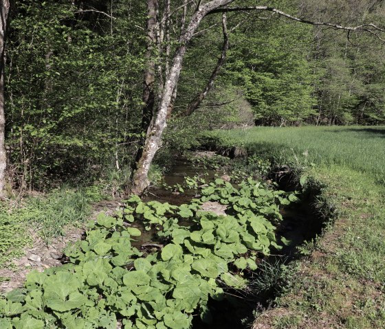 Mühlbach am Wanderweg Nr. 3, © Tourist-Info Islek