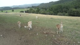 Wildgehege bei Winnerath, © Tourist-Information Hocheifel-Nürburgring, Gerd Spitzlay, Wanderfreunde Schuld e.V.