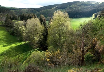 Irsental bei Daleiden, © V. Teuschler