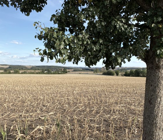 Aussicht bei Olmscheid, © Ingo Kleis