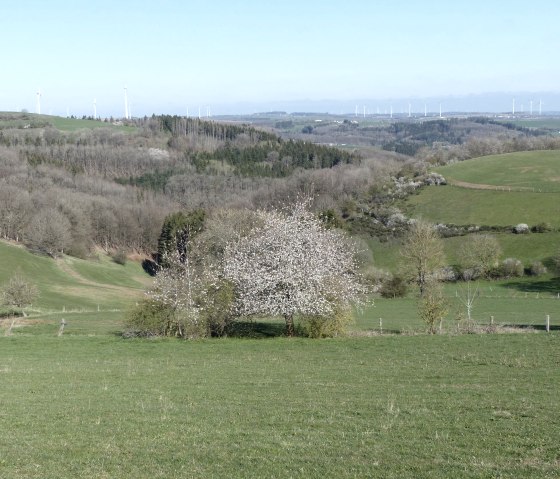 Fernblick bei Oberpierscheid, © Tourist-Information Islek