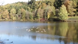 Enten auf dem Stausee, © Tourist-Information Islek, Ingrid Wirtzfeld