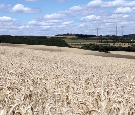 Getreidefeld am Wanderweg, © Tourist-Information Islek