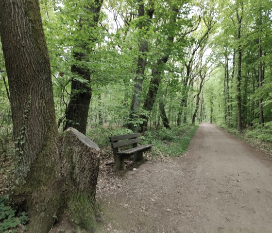 Wanderweg im Burgauer Wald, © Sophia Eckerle | Kreis Düren
