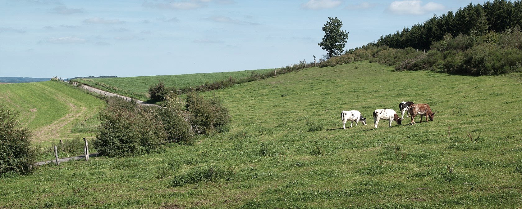 Eifelhöhe bei Dahnen, © Volker Teuschler