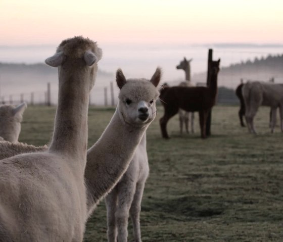 Alpakas im Nebel, © Gerd Balter