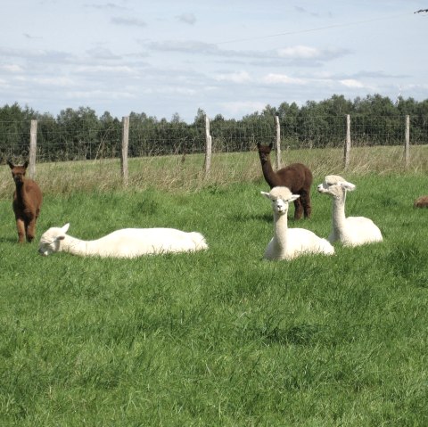 Alpaca's op de wei, © Leanette Lux