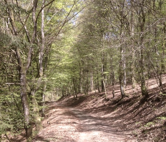 Waldweg Wanderweg 15, © Tourist-Info Islek