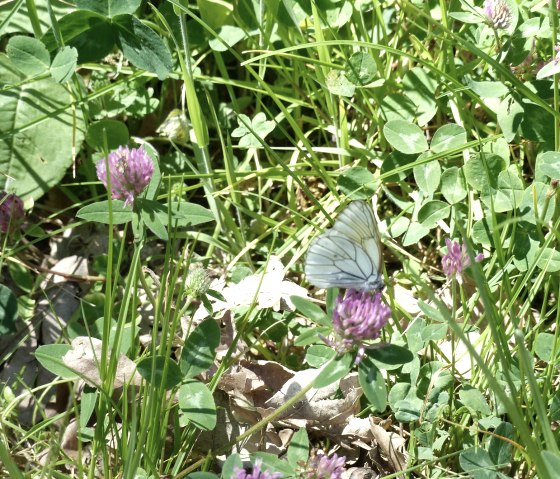 Schmetterling im Irsental, © Tourist-Info Islek