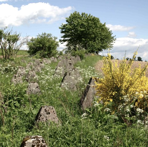 Höckerlinie bei Großkampenberg, © DLR Eifel