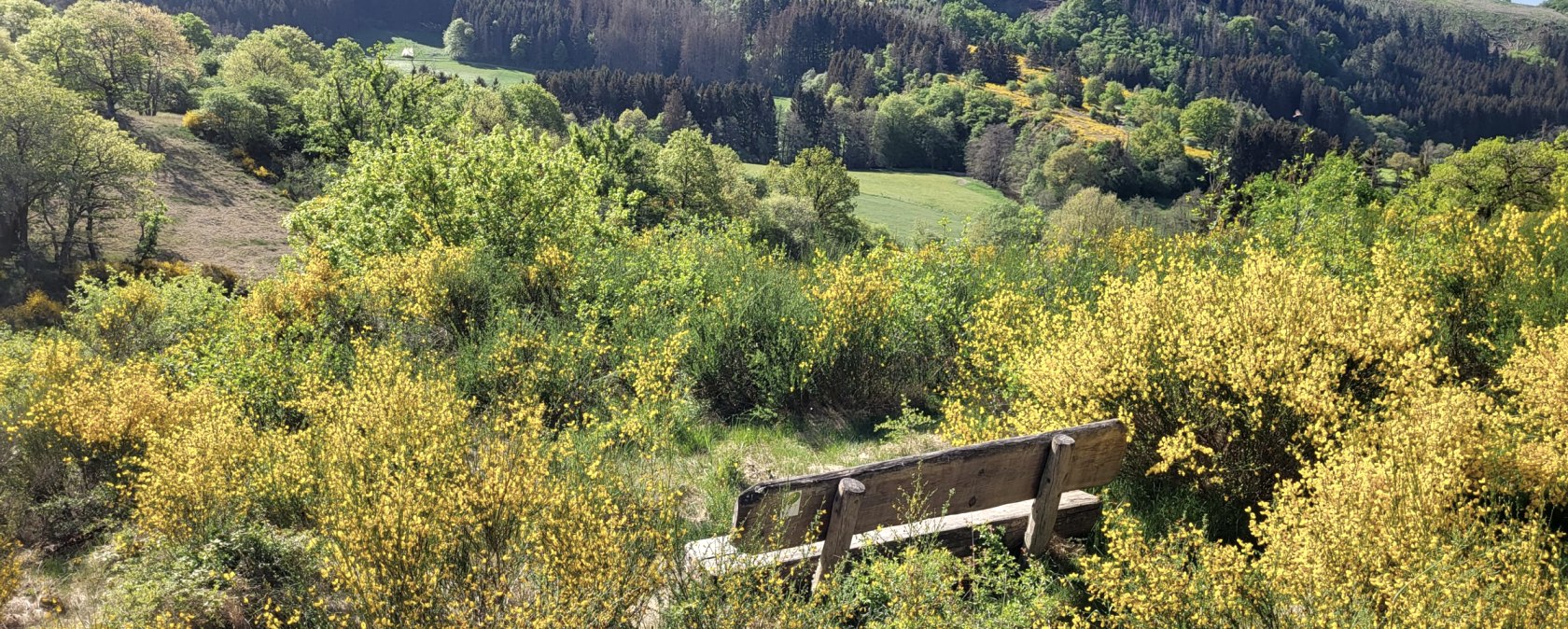 Ginsterblüte im Irsental, © Tourist-Information Islek