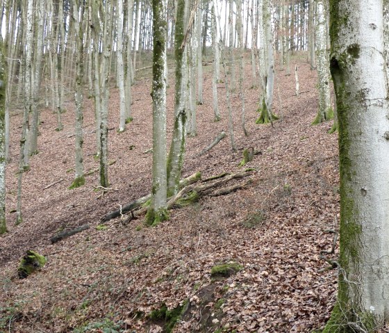 Buchenwald am Wanderweg, © Tourist-Information Islek